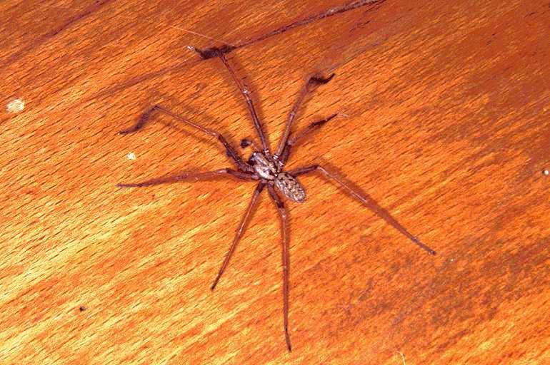 Tegenaria_parietina_P1148_Z_82_Les Gris_Frankrijk.jpg